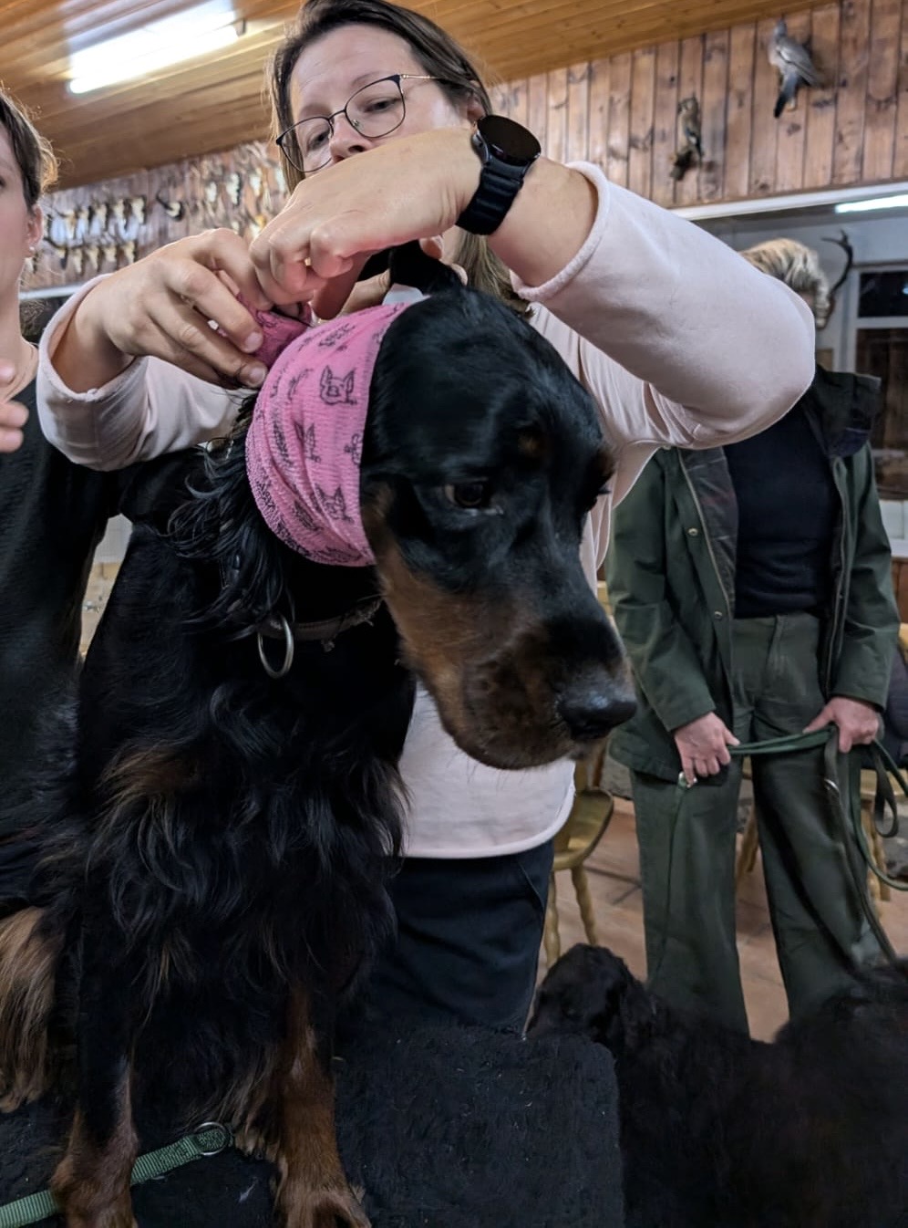 Mehr über den Artikel erfahren Erste Hilfe Kurs für Hunde