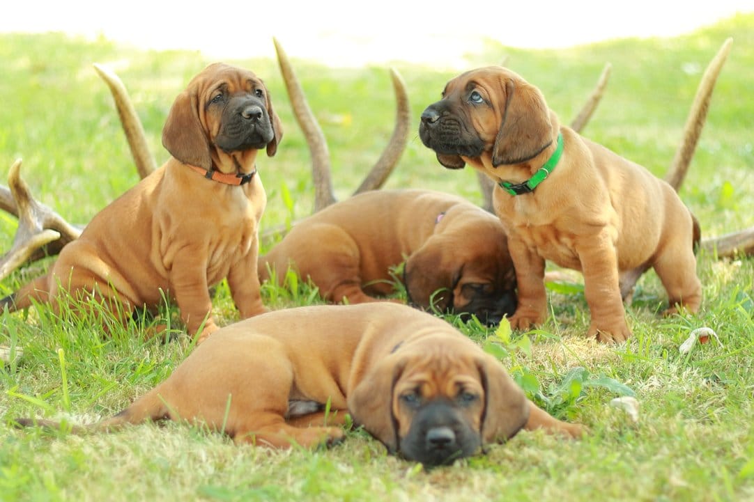 Mehr über den Artikel erfahren Jagdhundeausbildung 2025