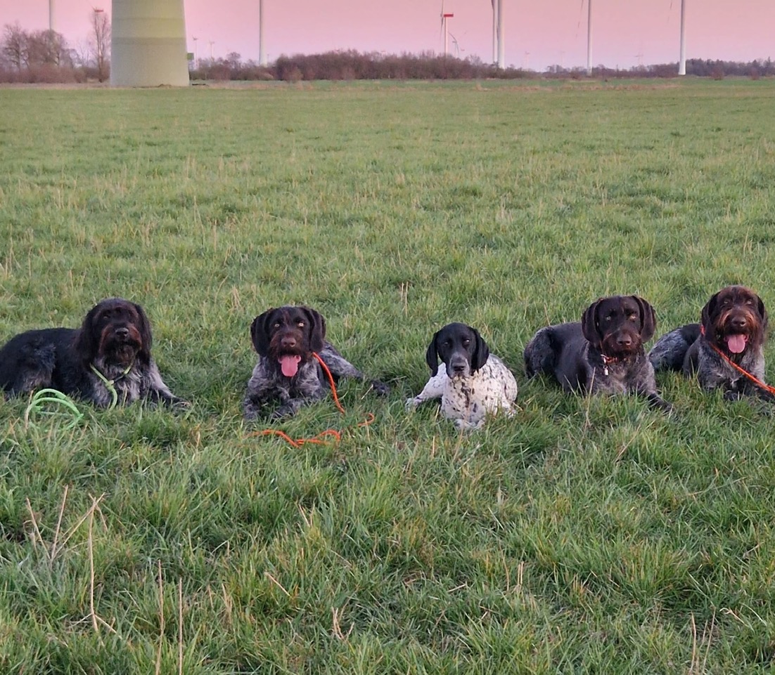 Mehr über den Artikel erfahren Jagdhundeausbildung 2026